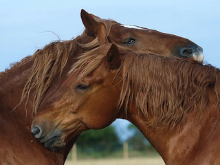 horses